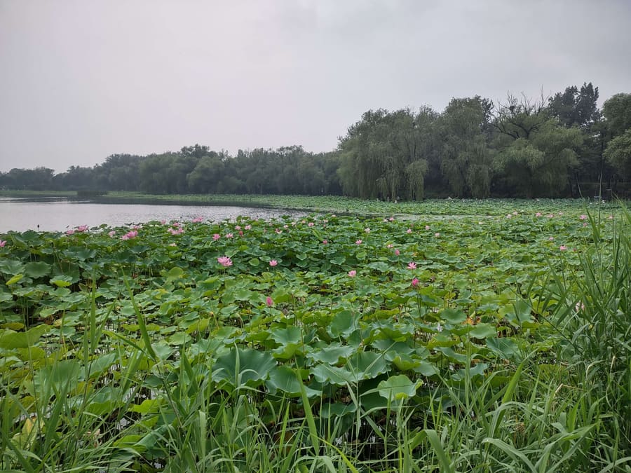 Yuanmingyuan park in Beijing
